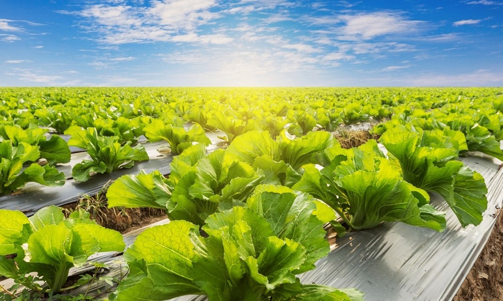 With "Smart Agriculture" on the rise, An Agricultural Transformation is Imperative