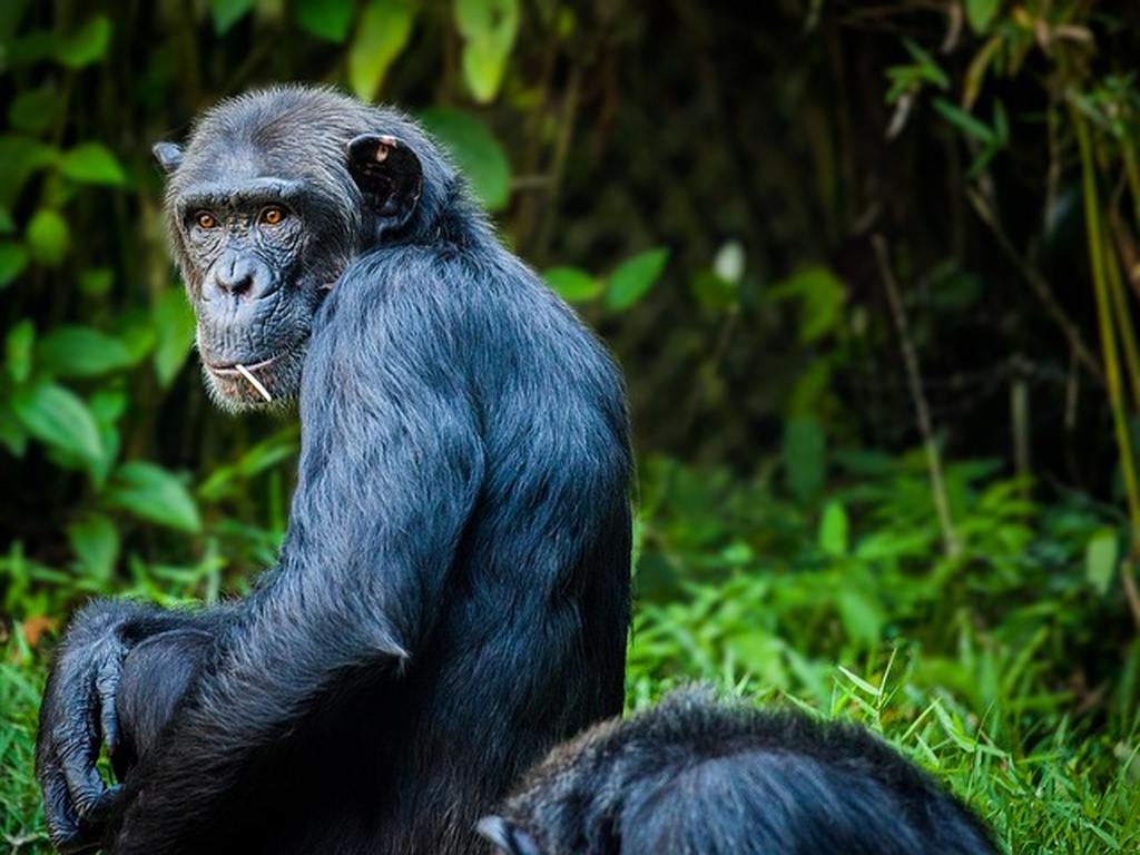 王弘毅導讀：黑猩猩與我們有何差別－FZD8影響細胞週期，改變新皮層的發育