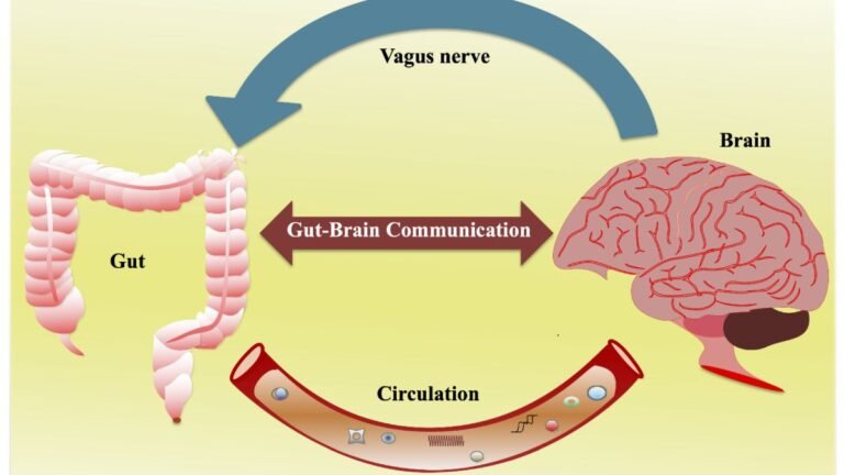 Gut-Brain Axis Breakthroughs: How Microbiome Studies Are Shaping Mental Health Treatments